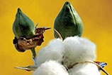 Cotton Seed