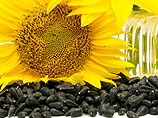 Sunflower oil Seeds
